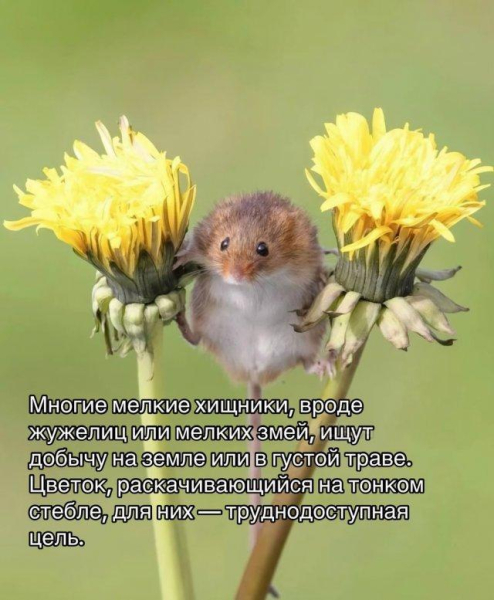 Почему мыши - малютки любят спать в цветах (7 фото)