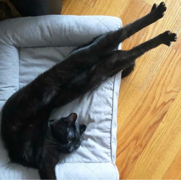 Необычные и смешные сцены с котиками, которые будто сломали систему