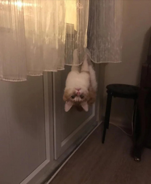 Необычные и смешные сцены с котиками, которые будто сломали систему