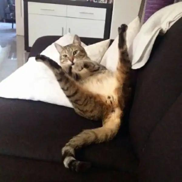 Котопост Котопост