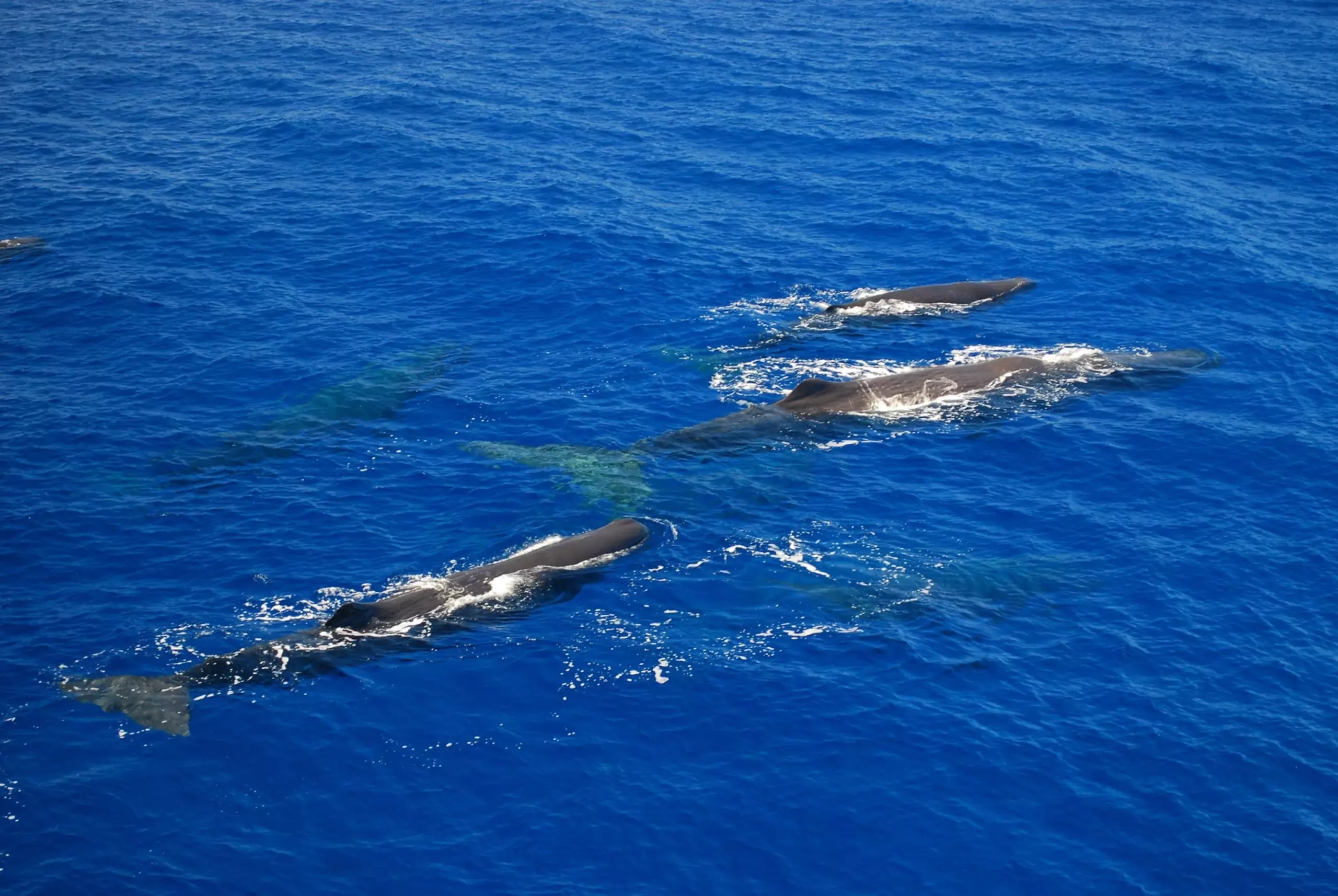 sperm whale clan