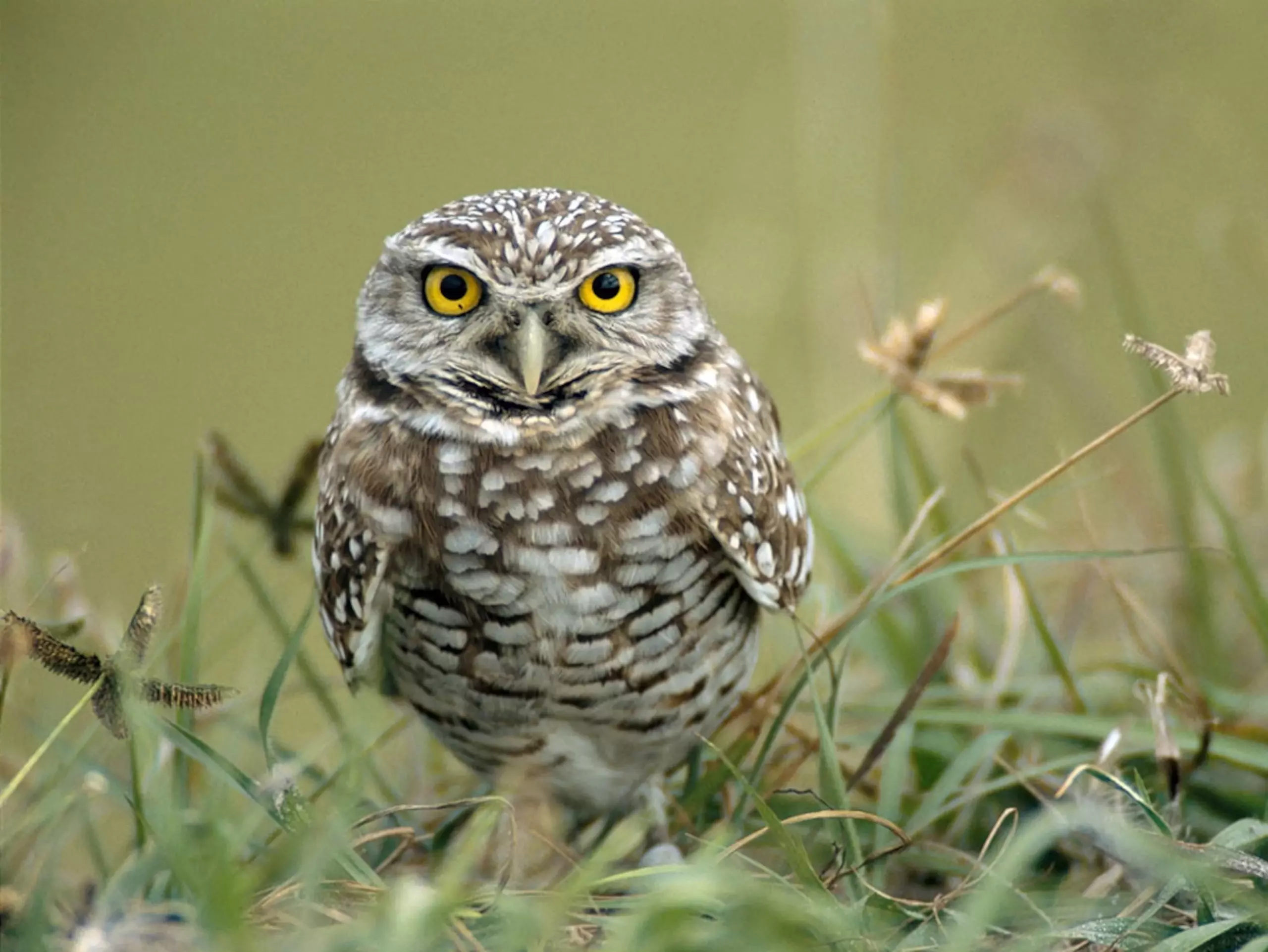Burrowing owl