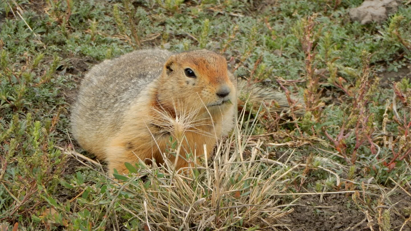 An Arctic ground squirrel sitting on low vegetation and soil, surrounded by tundra plants.